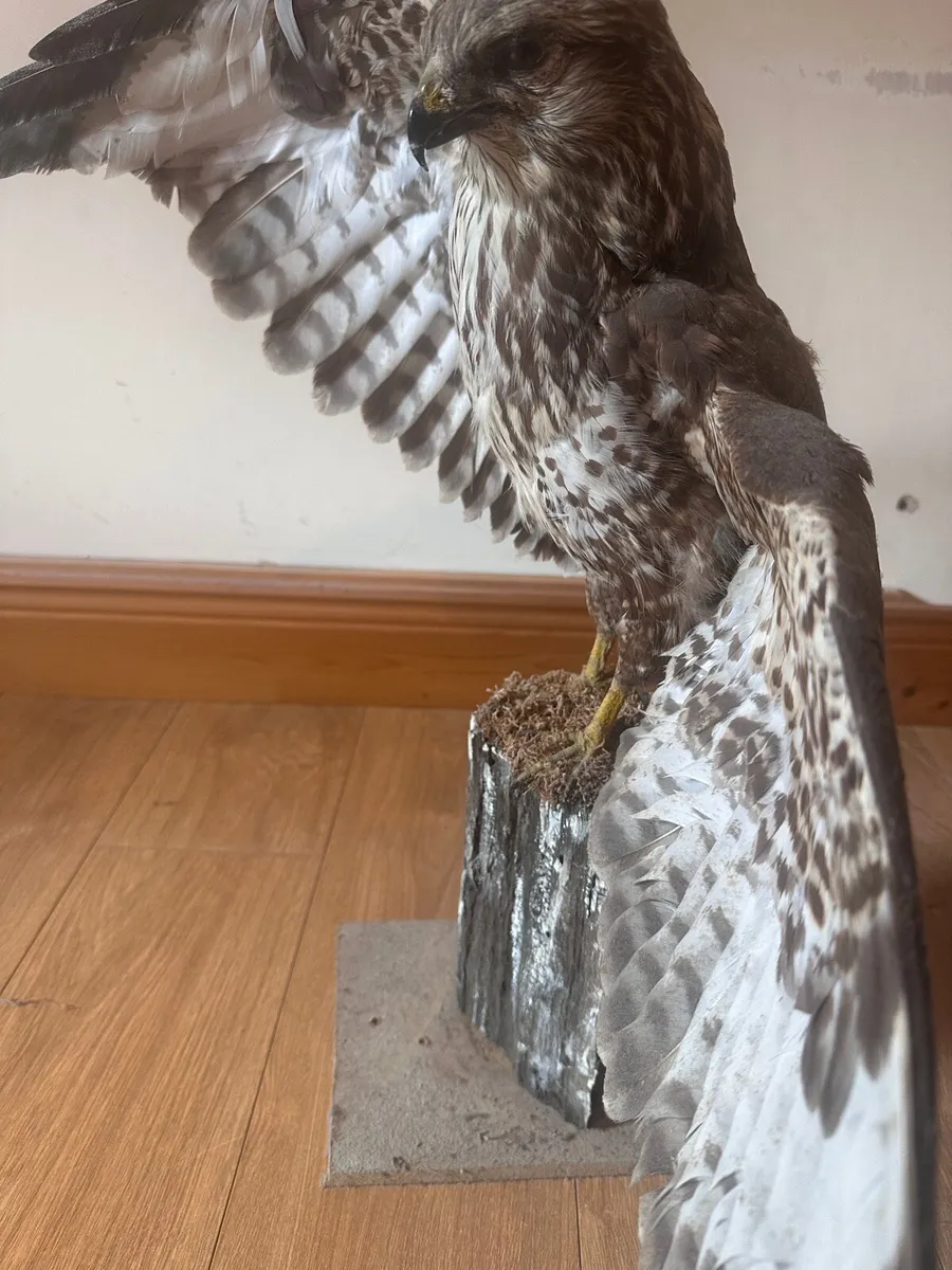 Taxidermy buzzard - Image 4