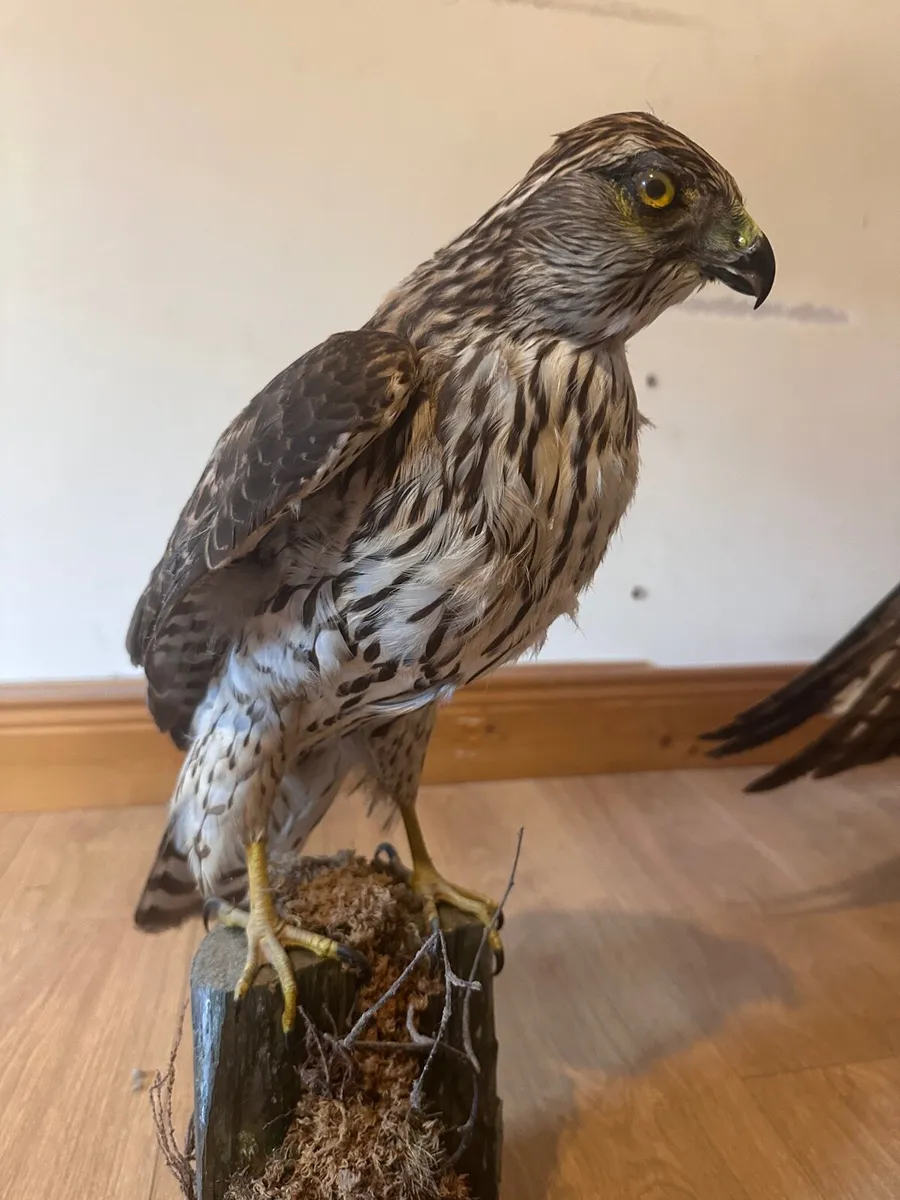Taxidermy sparrowhawk - Image 1