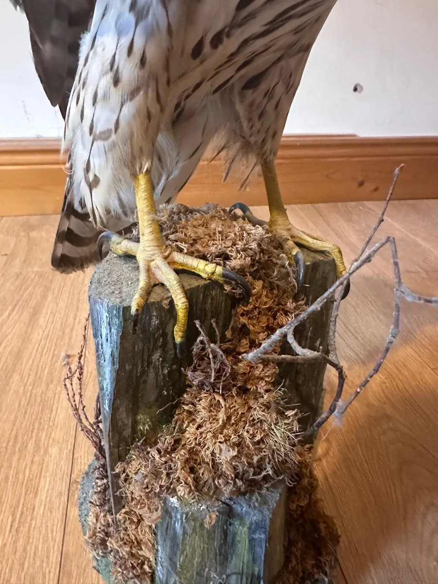 Taxidermy sparrowhawk - Image 2