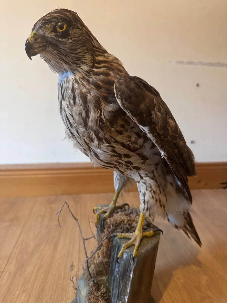 Taxidermy sparrowhawk - Image 3