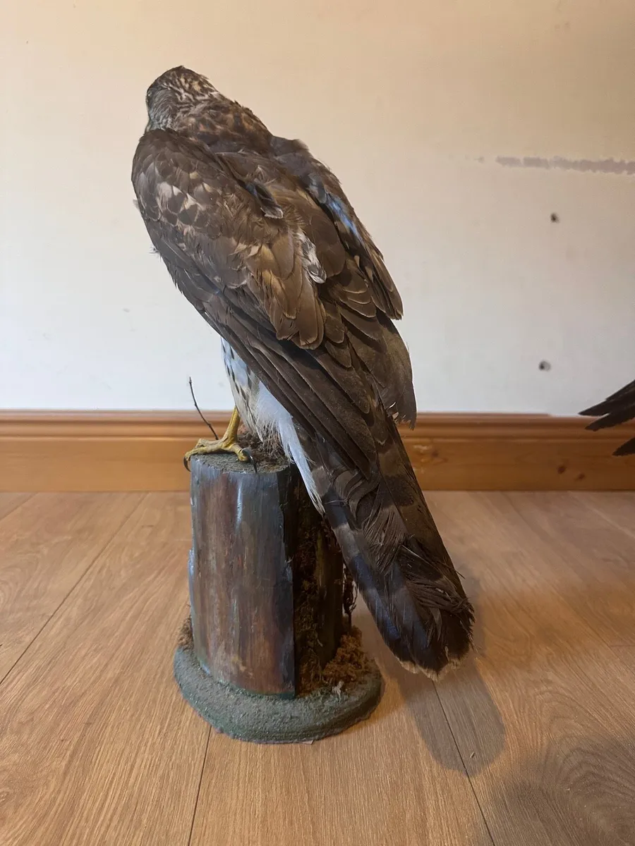 Taxidermy sparrowhawk - Image 4