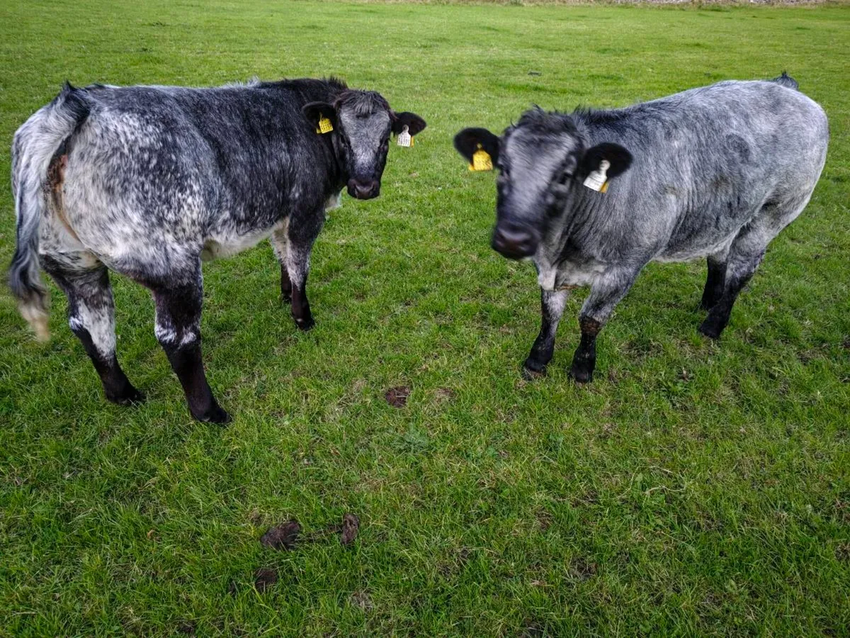 Weanling Heifers - Image 1