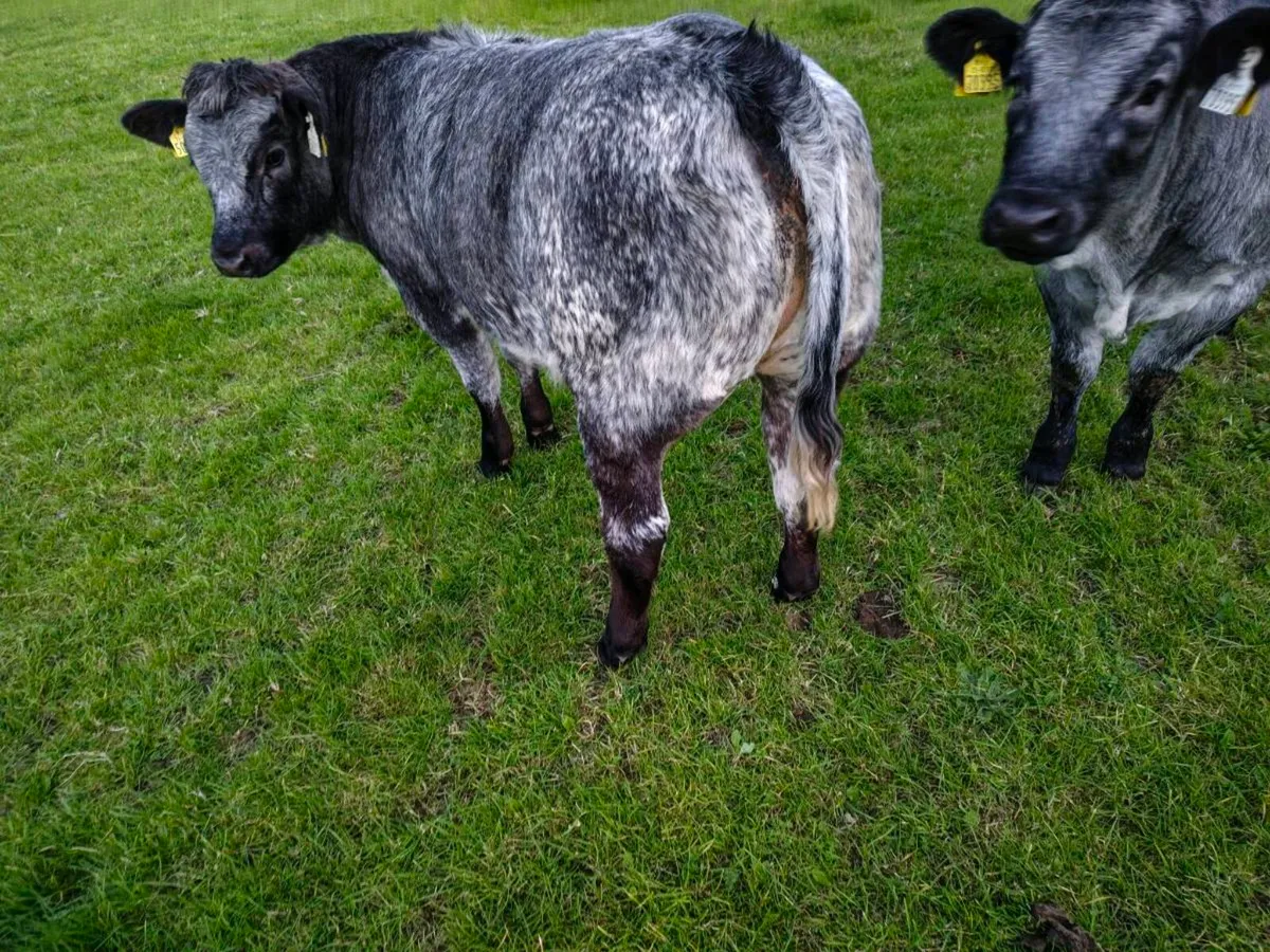 Weanling Heifers - Image 2