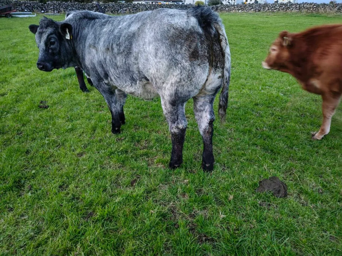 Weanling Heifers - Image 3