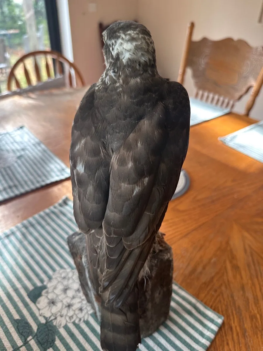 Small taxidermy sparrowhawk - Image 3