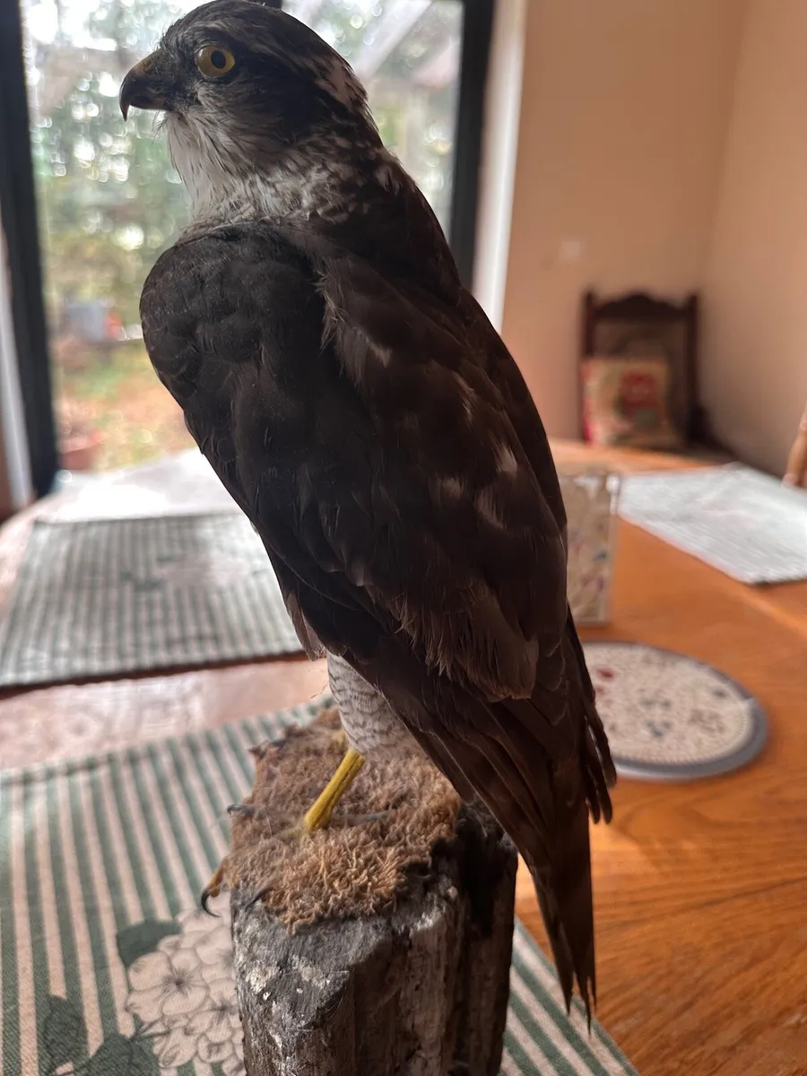 Small taxidermy sparrowhawk - Image 4