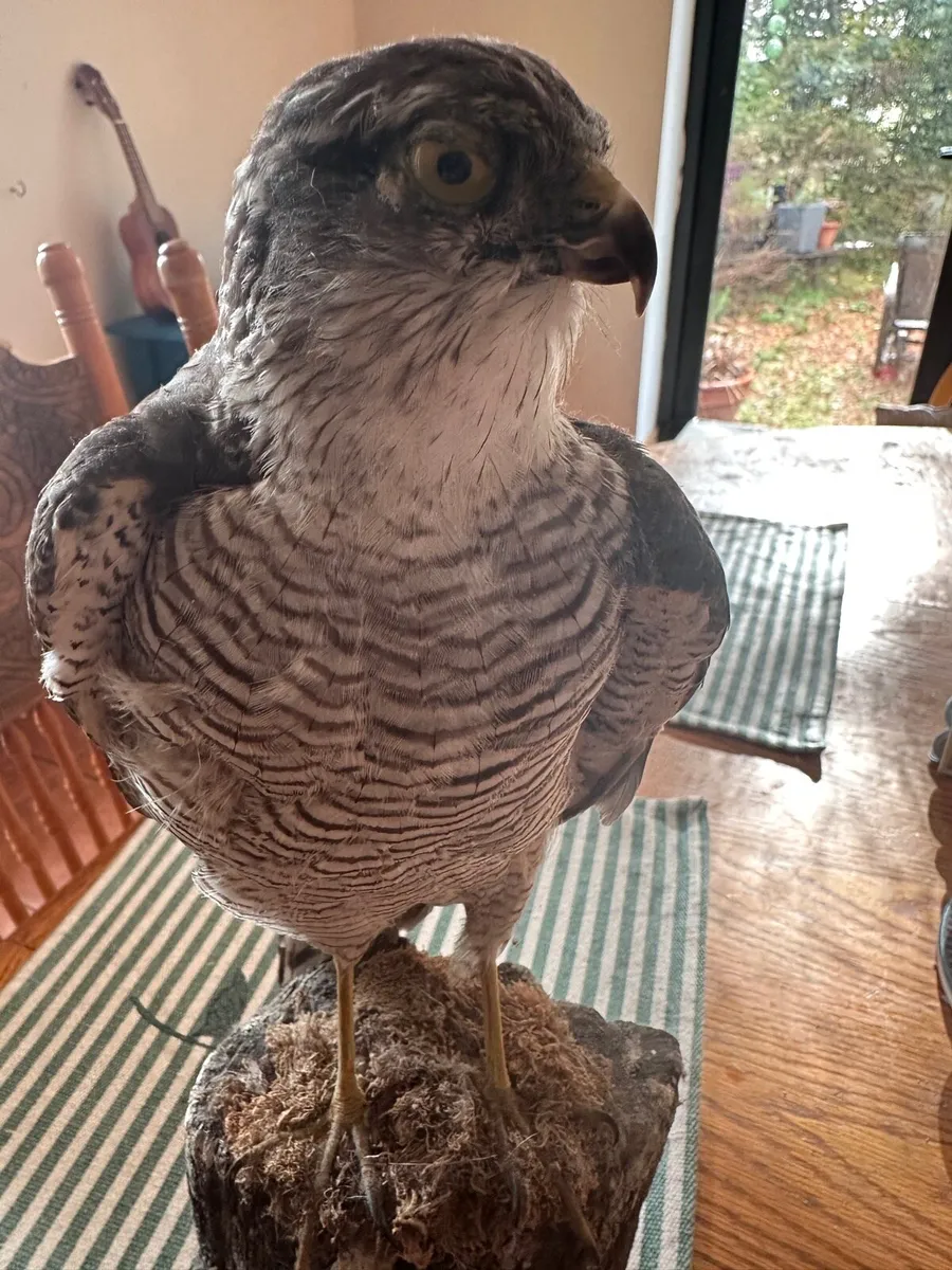 Small taxidermy sparrowhawk - Image 1