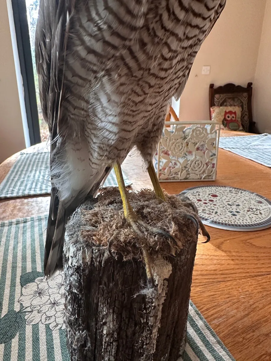 Small taxidermy sparrowhawk - Image 2