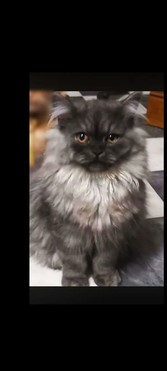 Beautiful Persian kitten Marlo - Image 1
