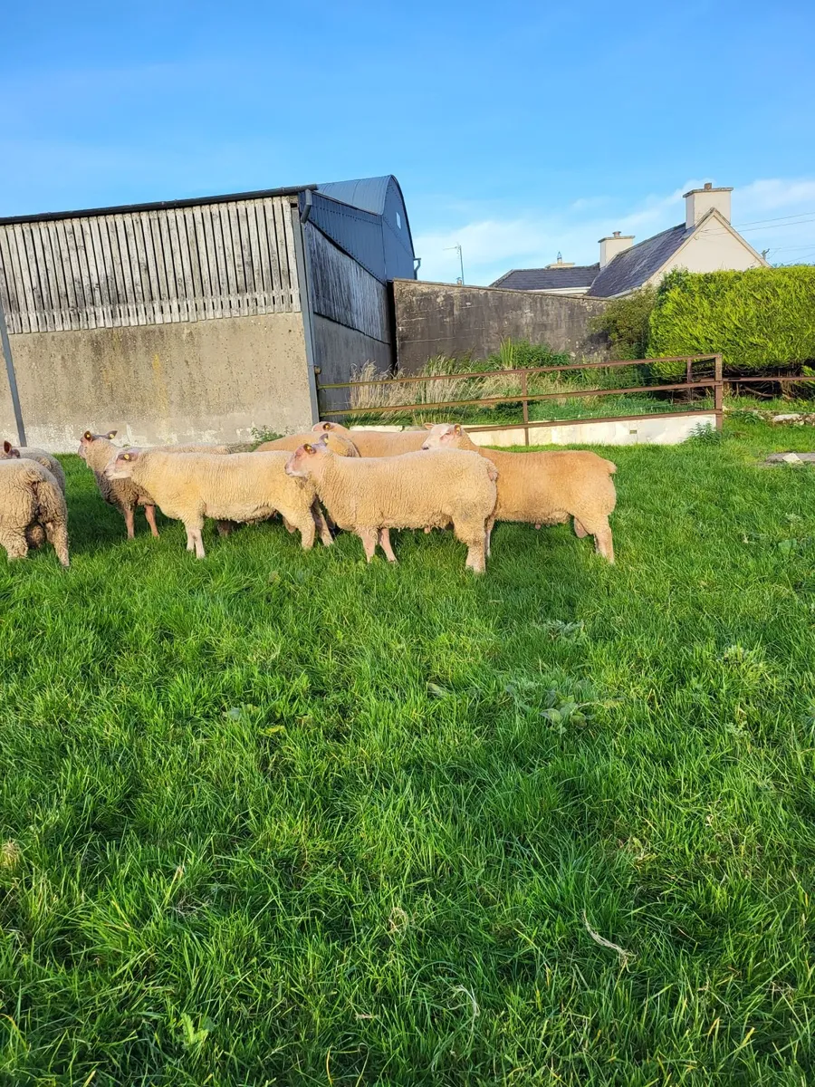 Sheep - Image 2