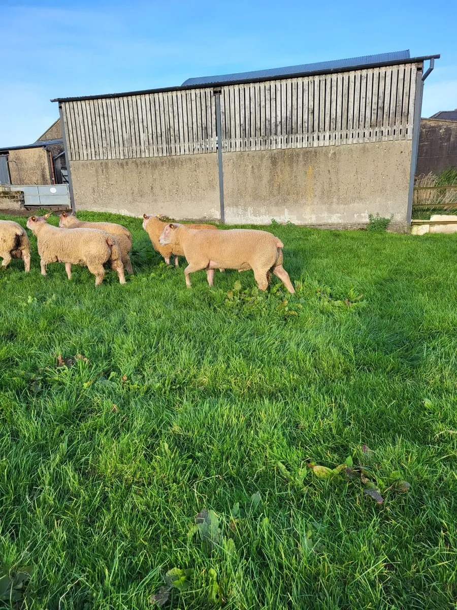 Sheep - Image 1
