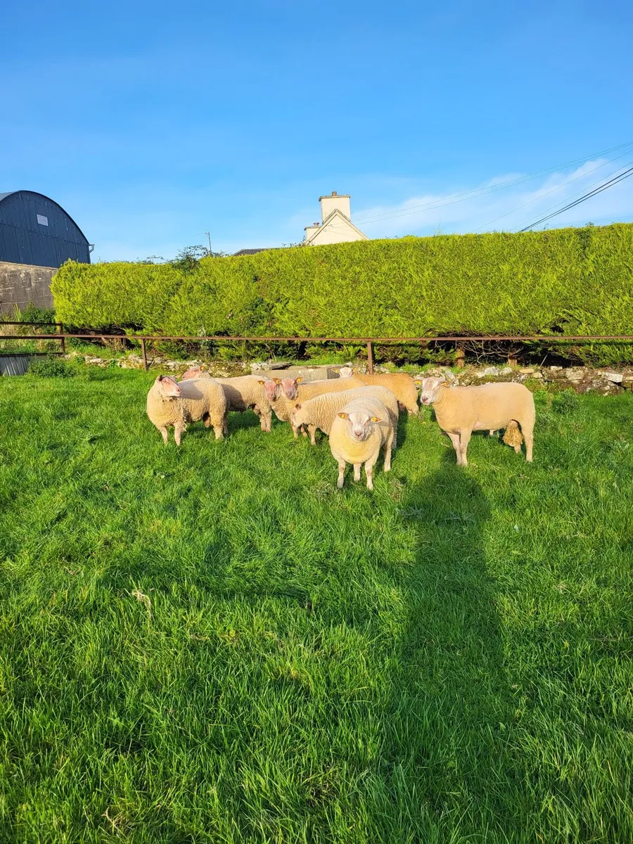 Sheep - Image 3