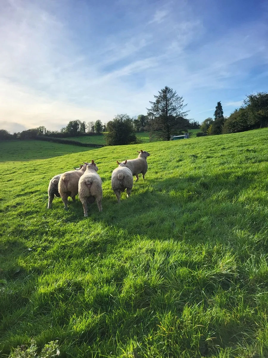 Sheep - Image 4