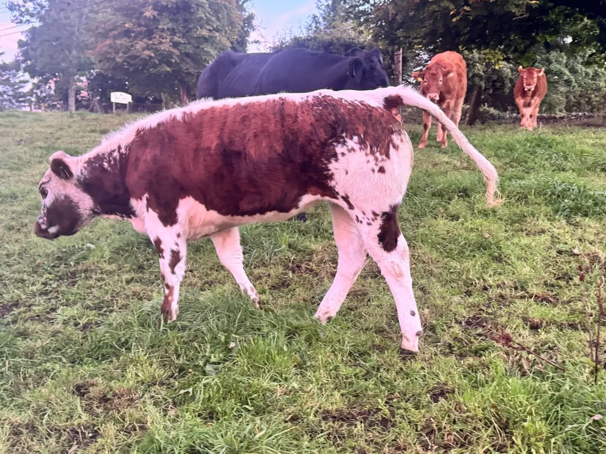 Heifer weanlings for sale***** - Image 1