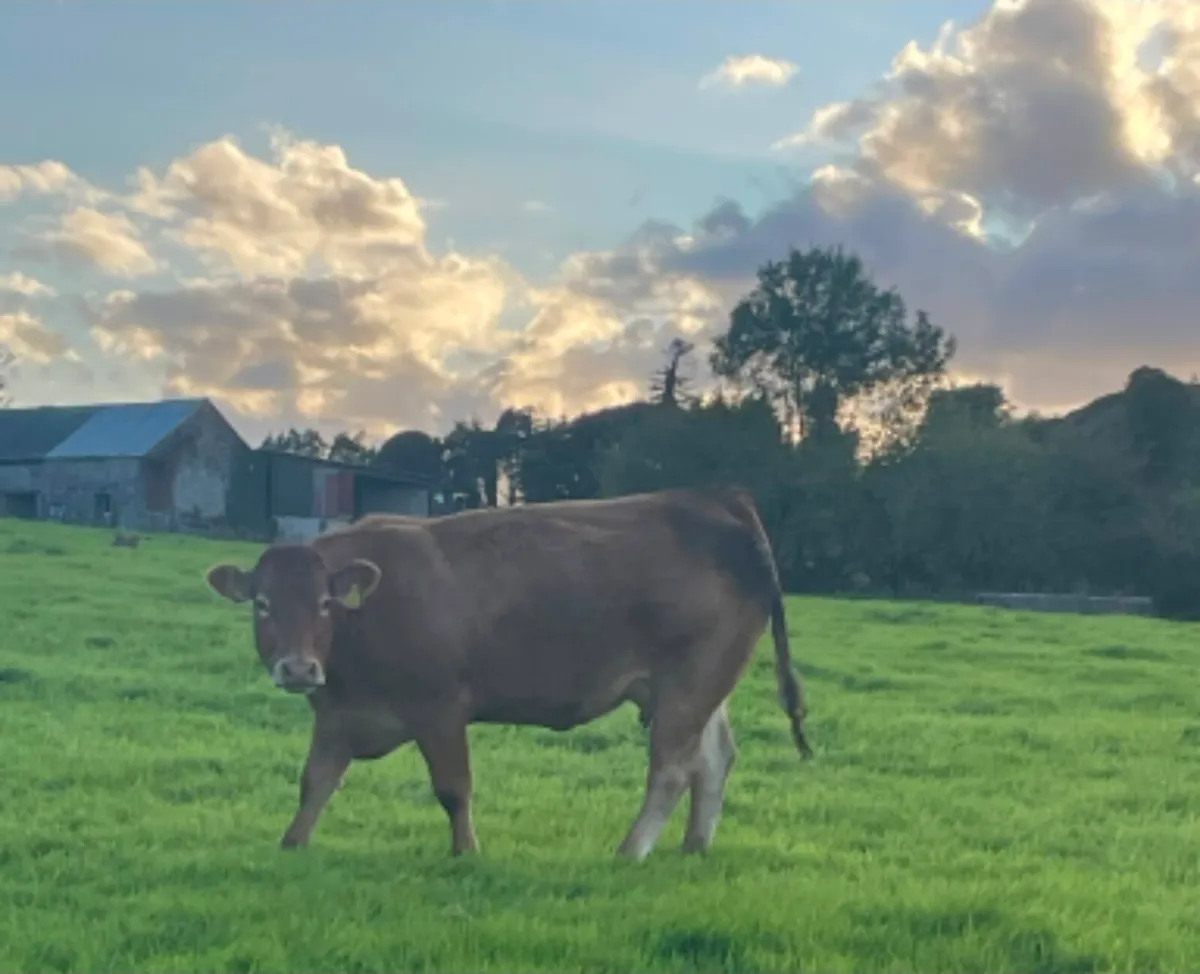 Two lovely lim heifers with bull calfs - Image 3