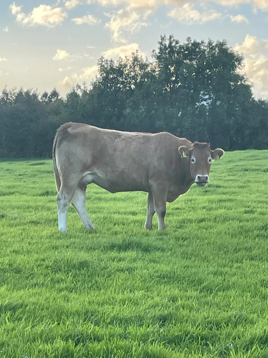 Two lovely lim heifers with bull calfs - Image 4