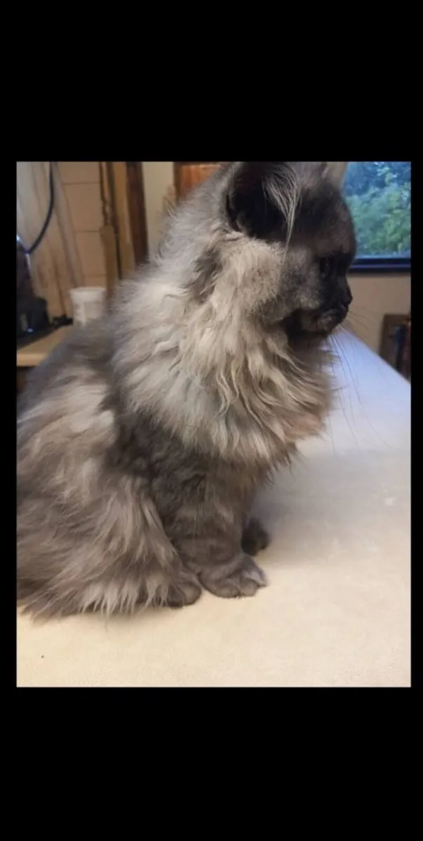 Beautiful Persian kitten Marlo - Image 4