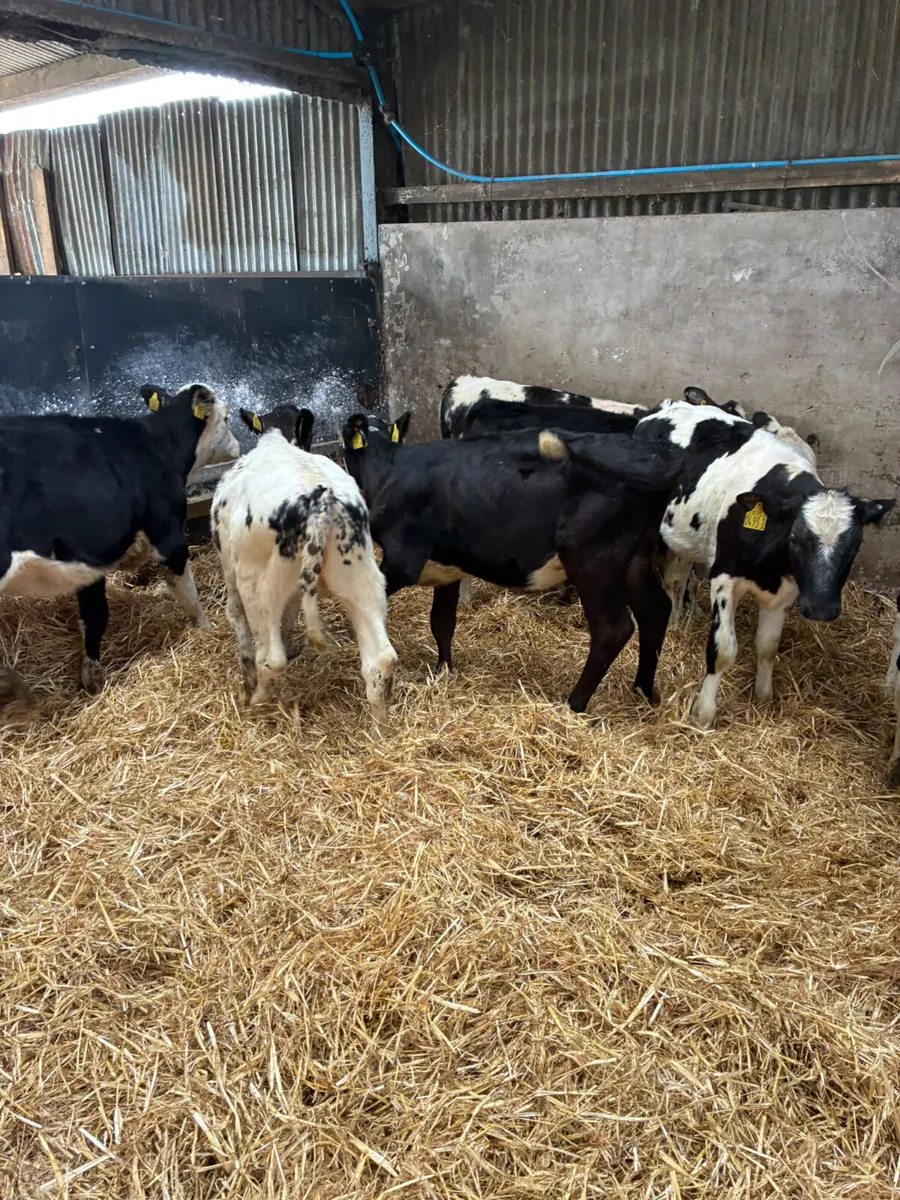 Hereford and blue heifers - Image 4