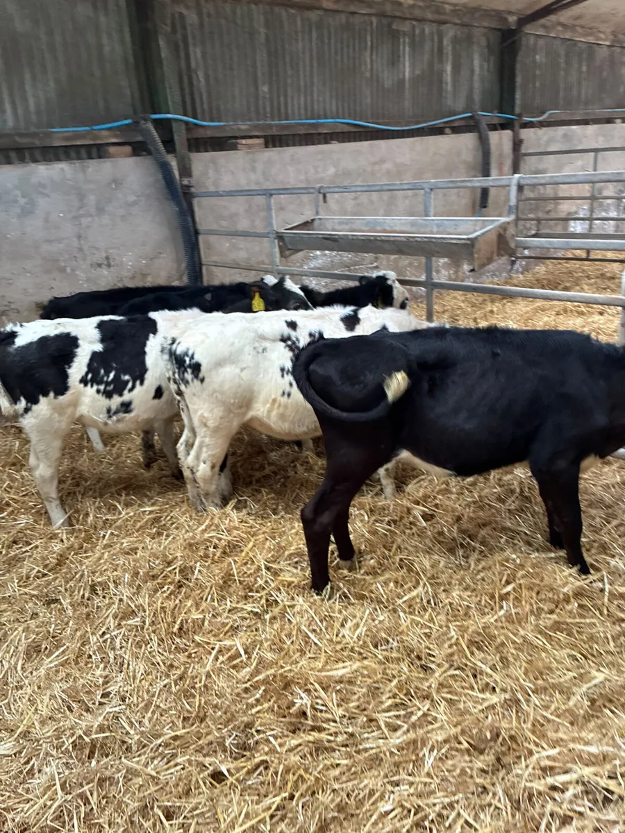 Hereford and blue heifers - Image 2
