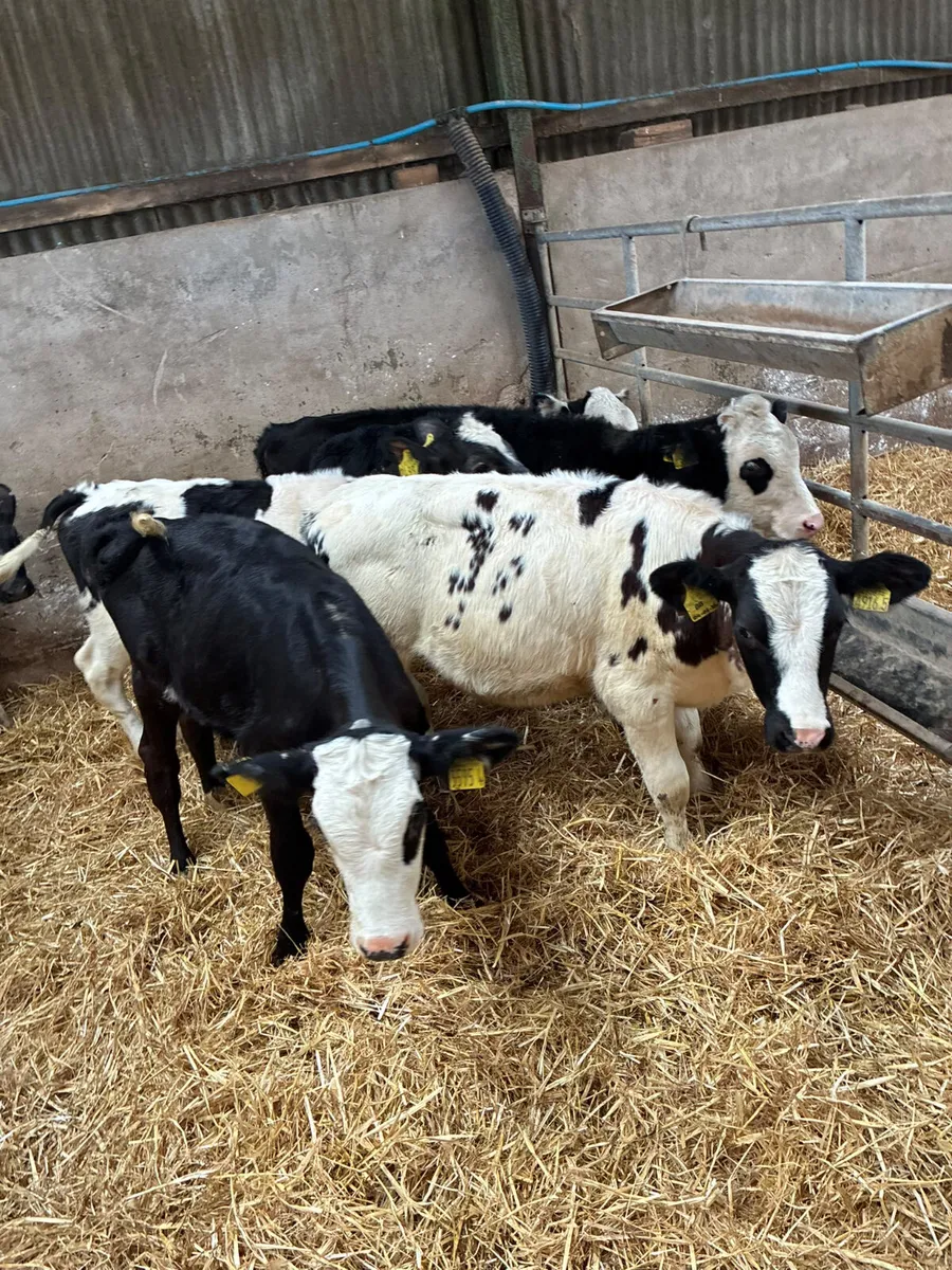 Hereford and blue heifers - Image 3
