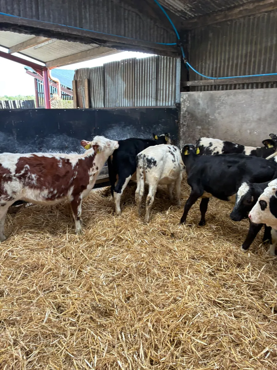 Hereford and blue heifers - Image 1