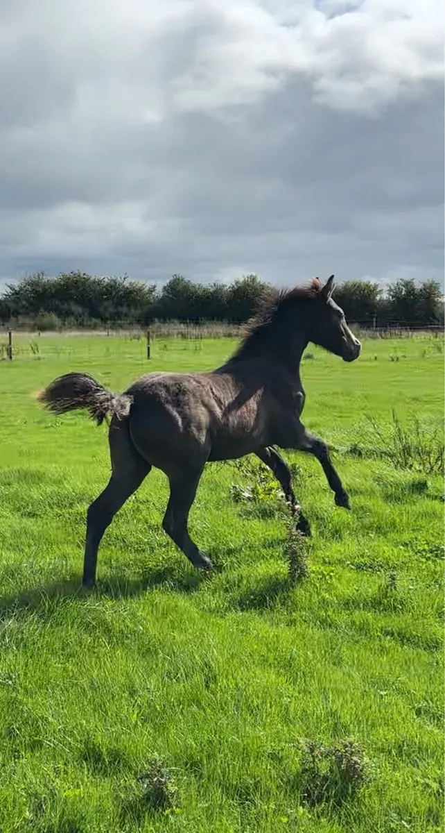 Quality Connemara Colt Foal - Image 1