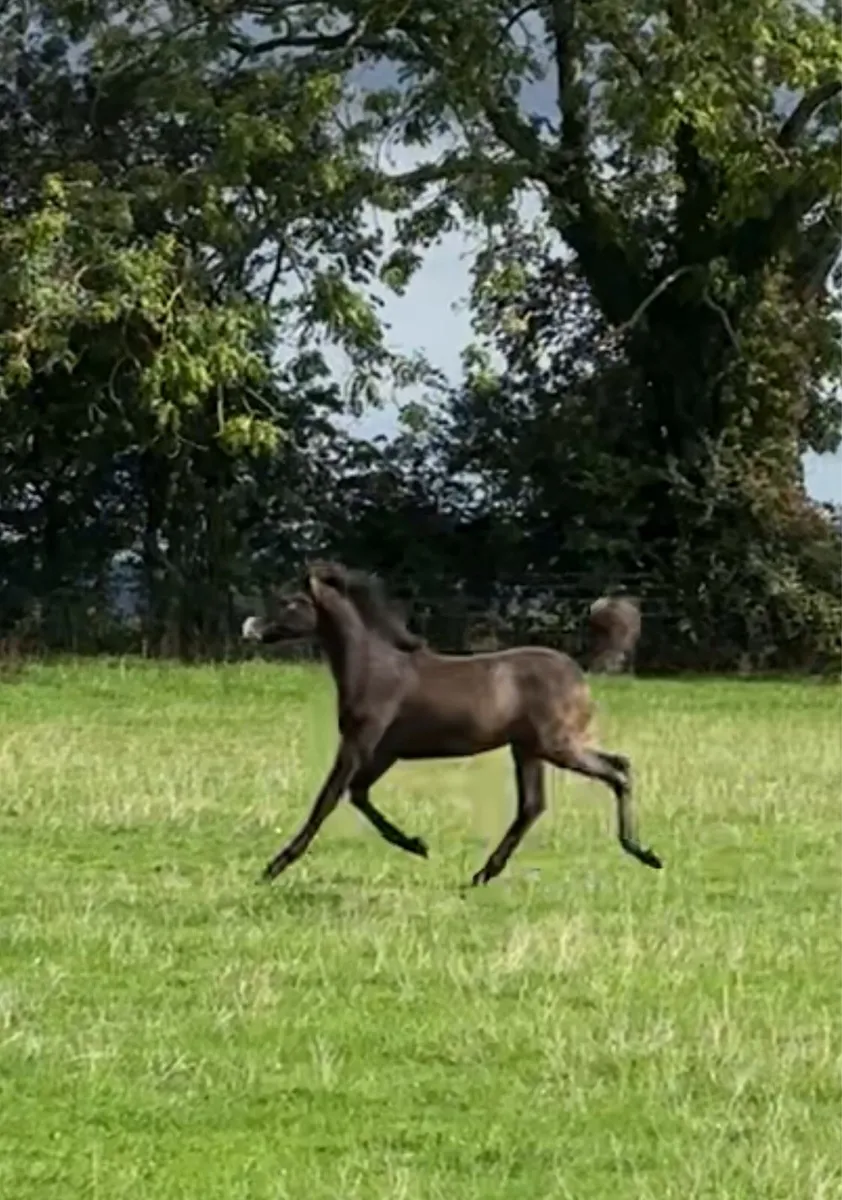 Quality Connemara Colt Foal - Image 4