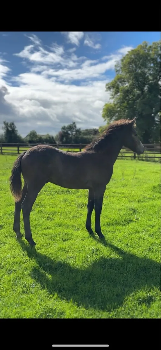 Quality Connemara Colt Foal - Image 3