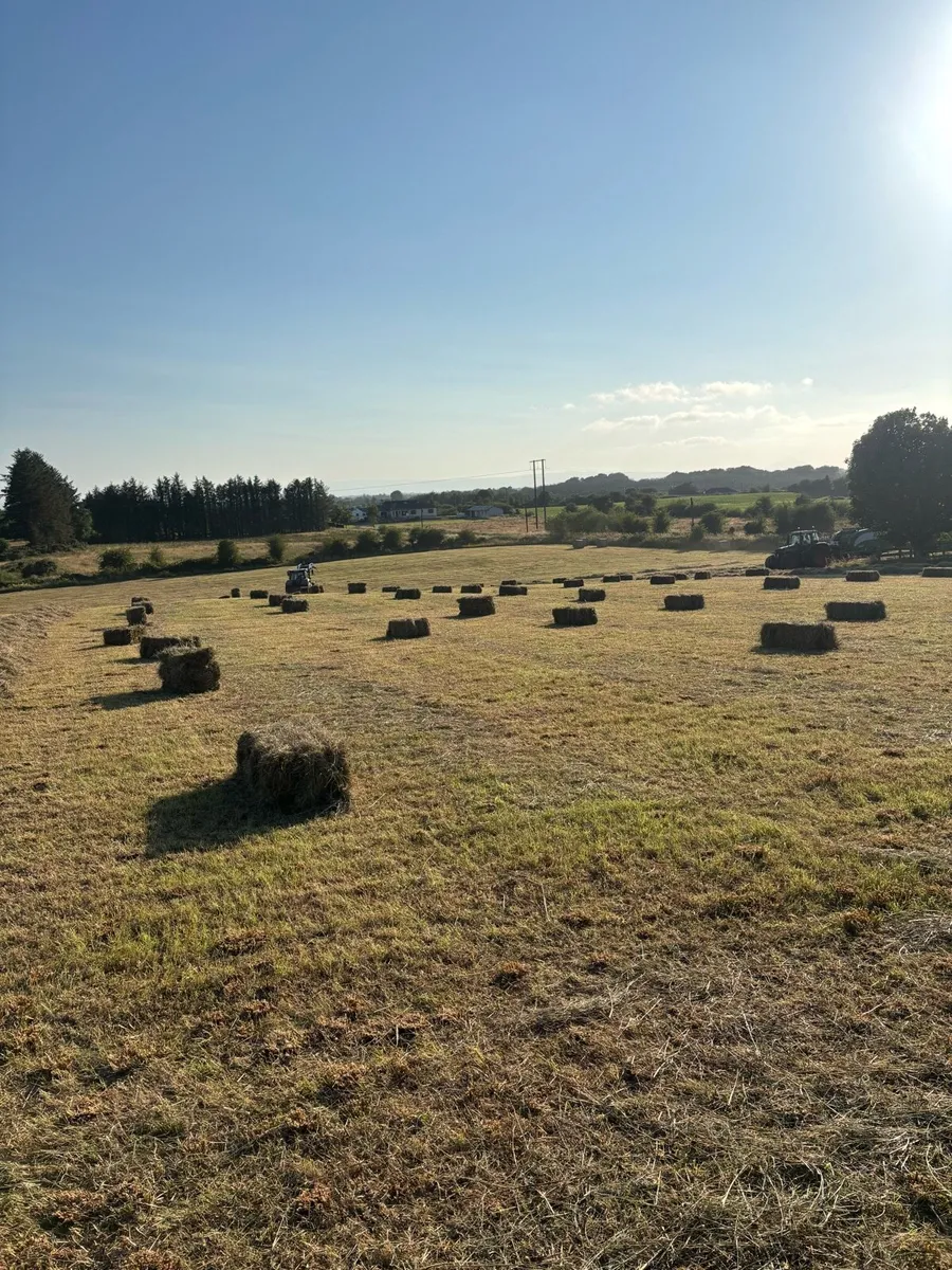 Square bales of hay - Image 2