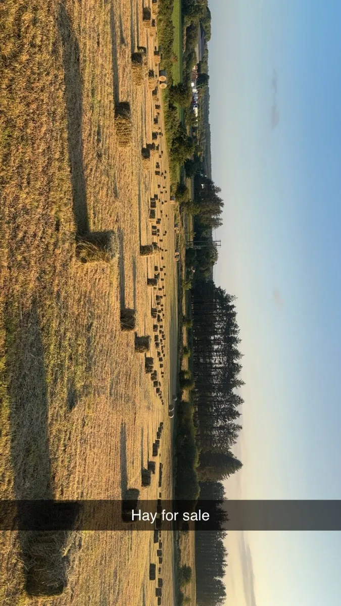 Square bales of hay - Image 1