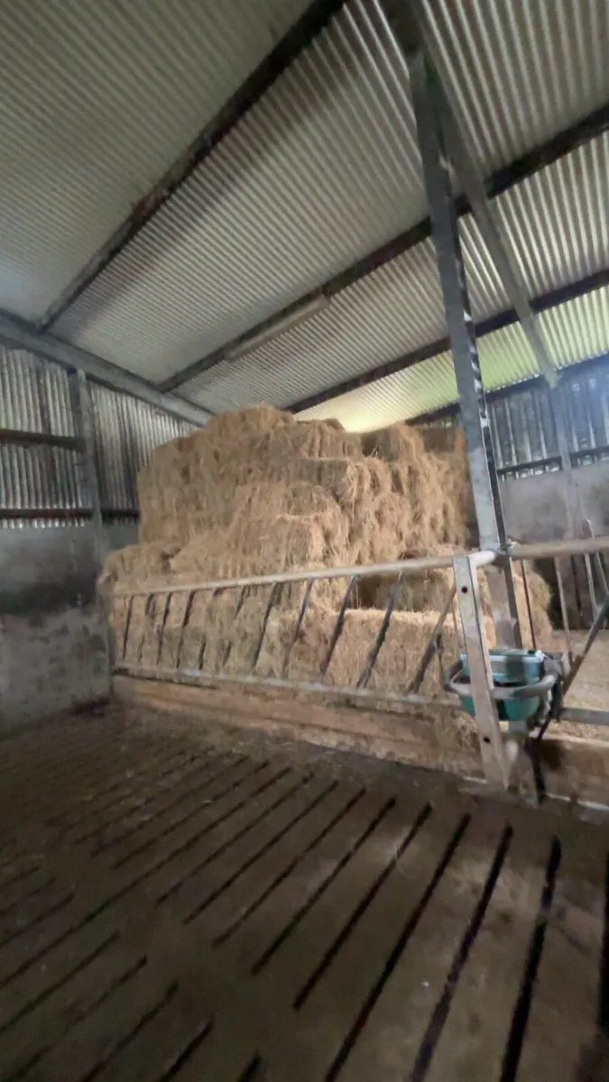 Square bales of hay - Image 3