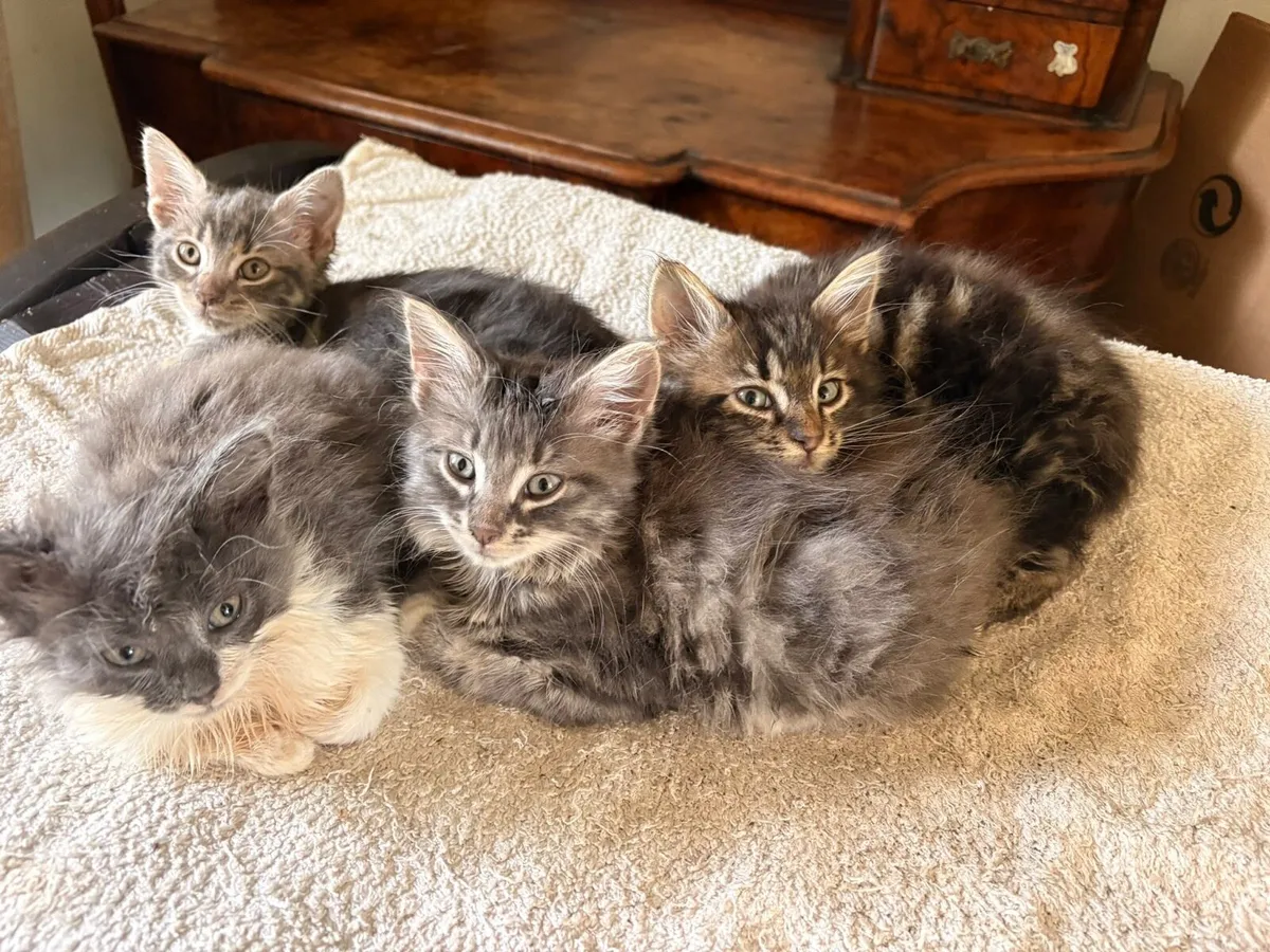 Kittens bengal/Persian mix - Image 2