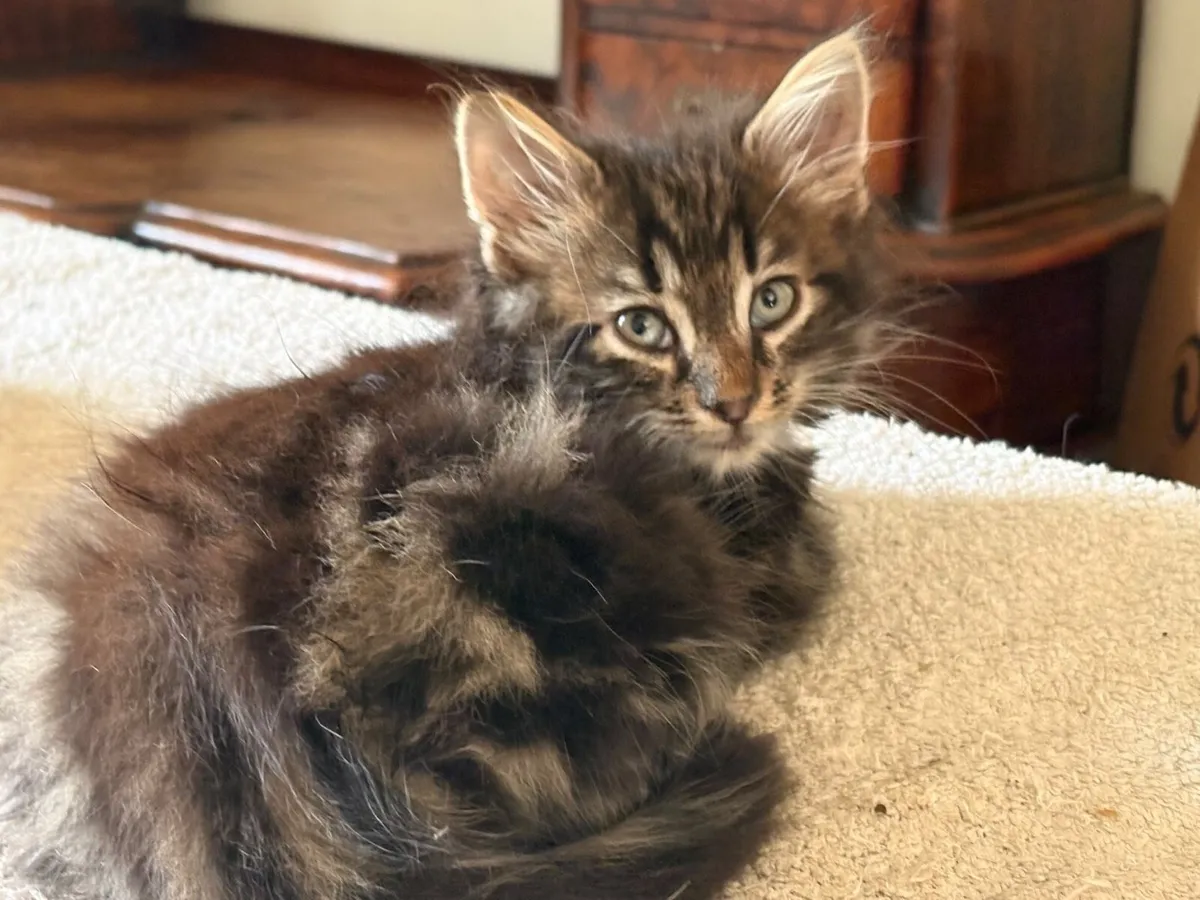 Kittens bengal/Persian mix - Image 3