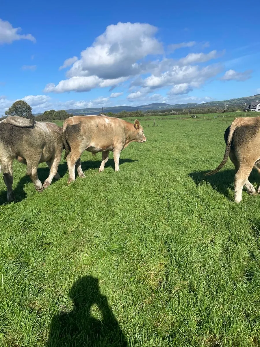 Organic Bullocks x10 - Image 2