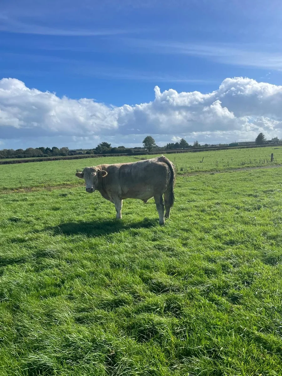 Organic Bullocks x10 - Image 1