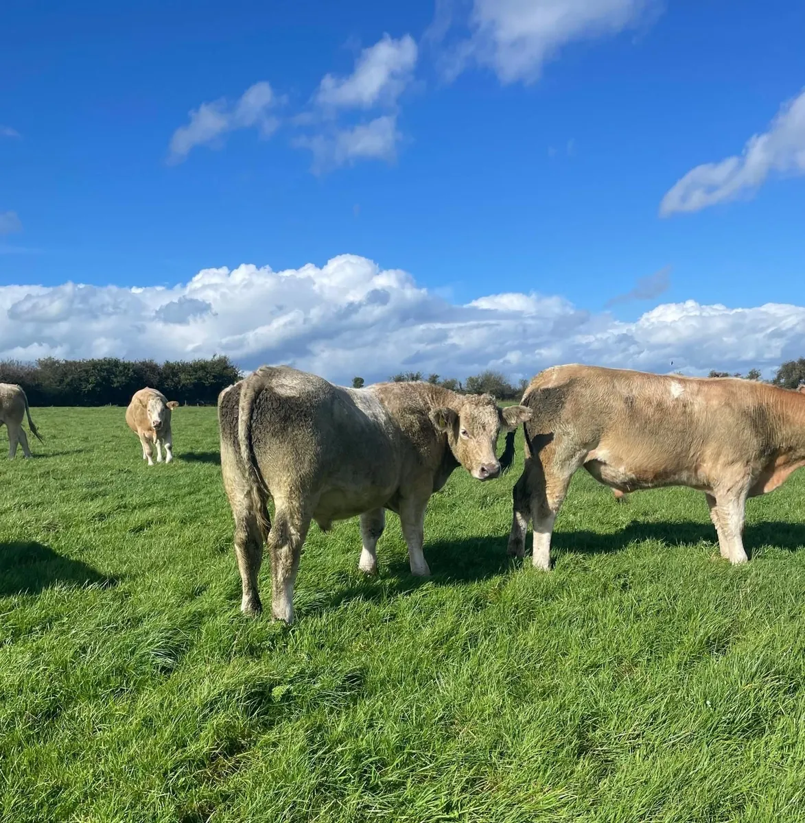 Organic Bullocks x10 - Image 3