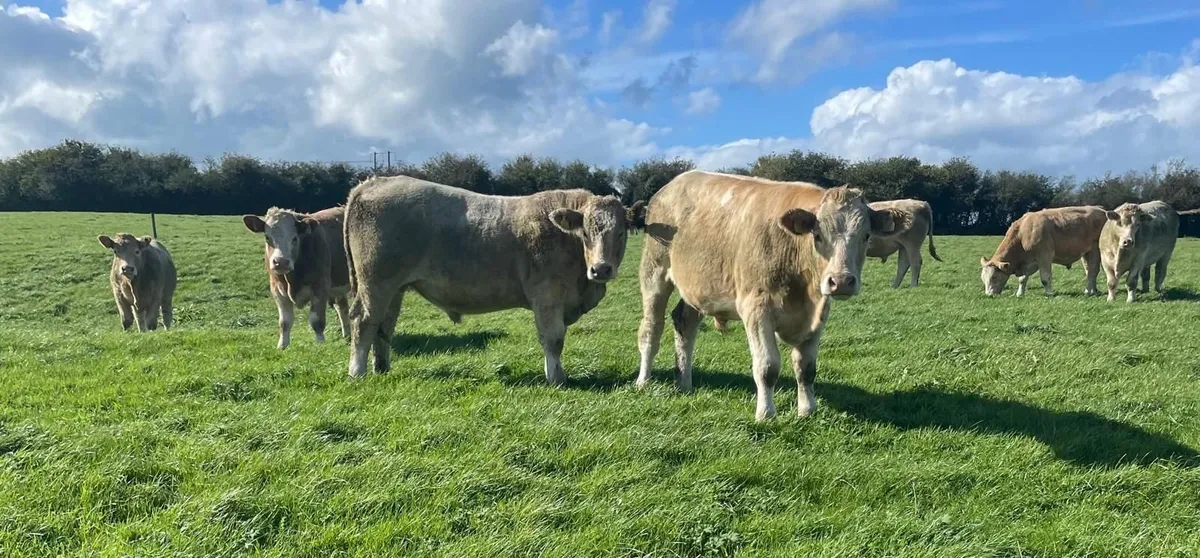 Organic Bullocks x10 - Image 4