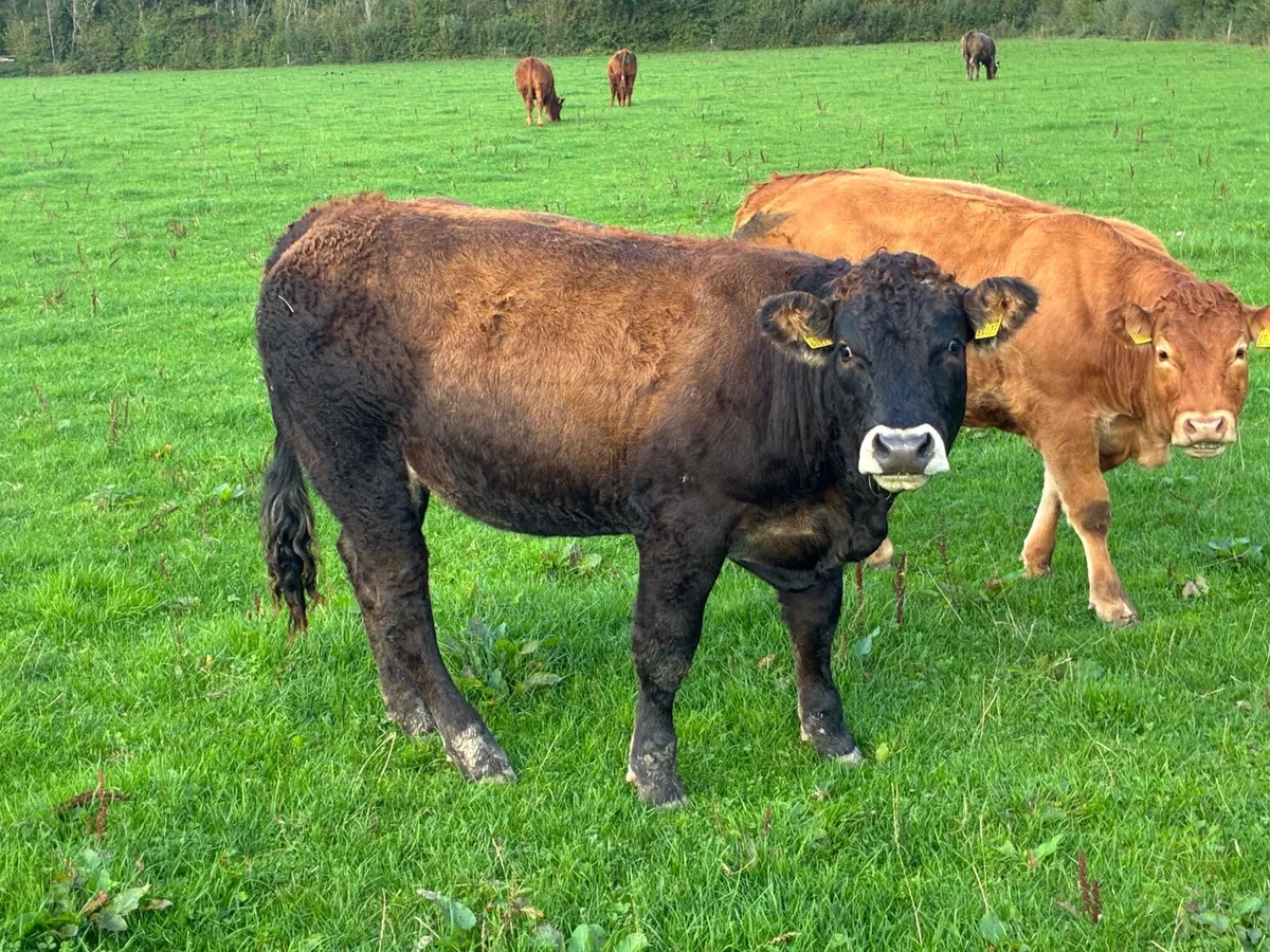 LMX - Organic heifers - Image 1