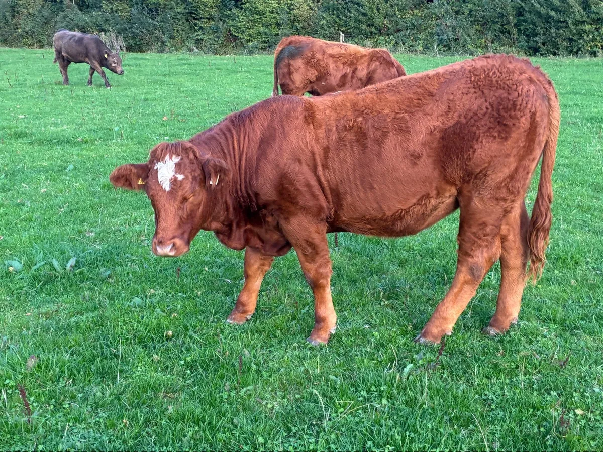 LMX - Organic heifers - Image 4