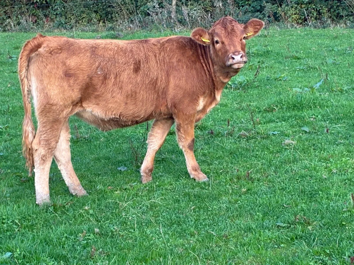 LMX - Organic heifers - Image 3