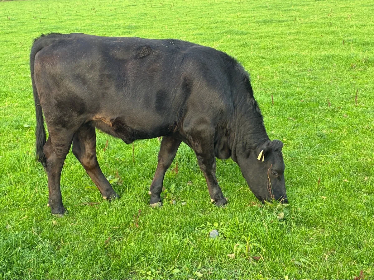 LMX - Organic heifers - Image 3