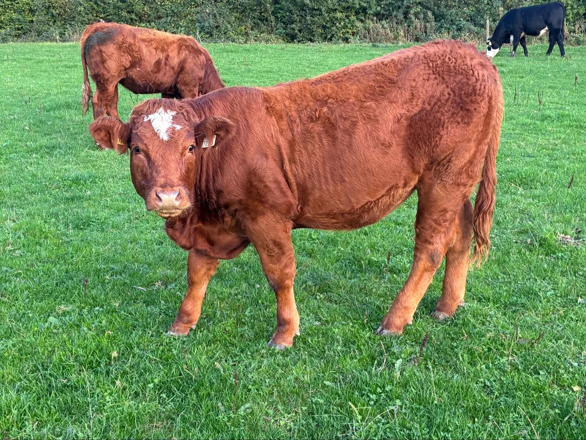 LMX - Organic heifers - Image 2