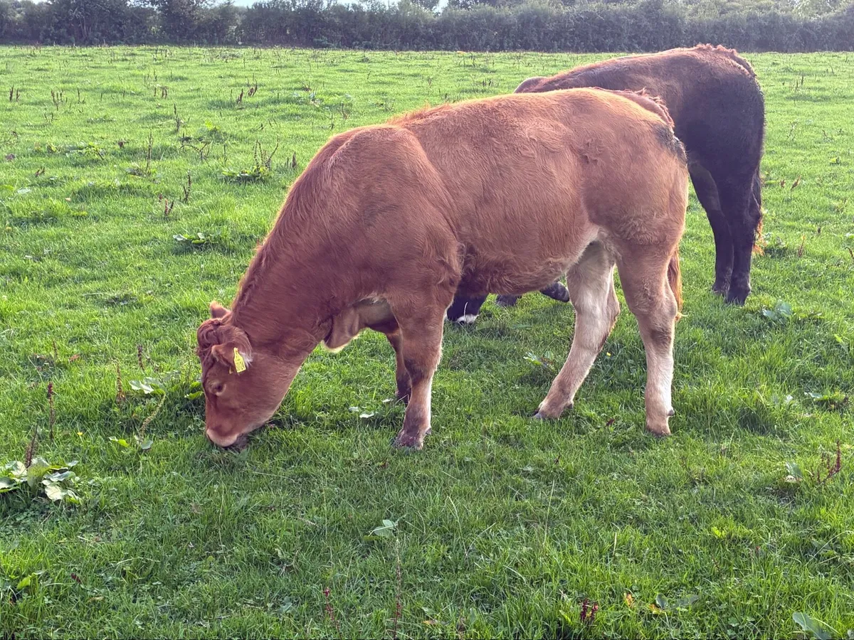 LMX - Organic heifers - Image 4