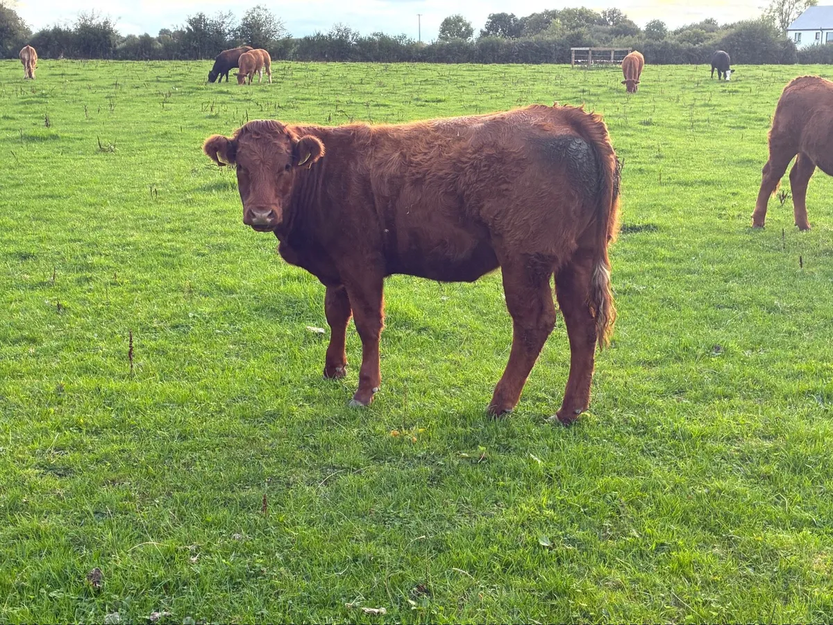 LMX - Organic heifers - Image 1