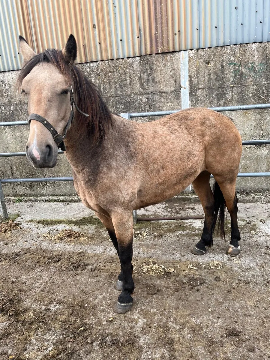 Connemara pony - Image 1