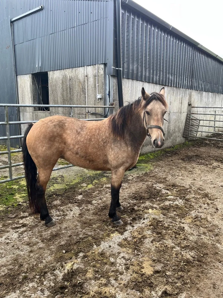 Connemara pony - Image 2