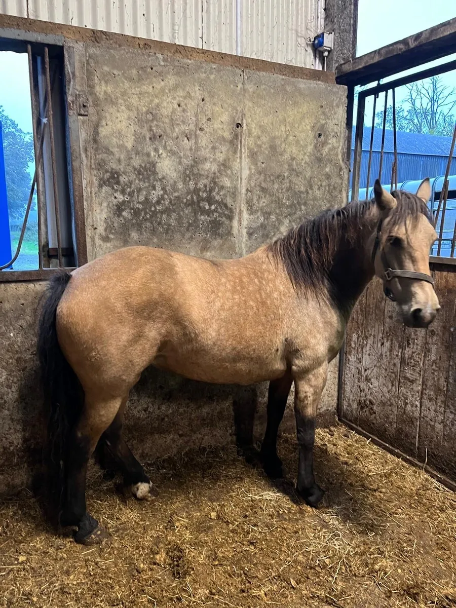 Connemara pony - Image 3