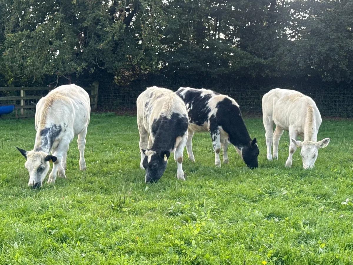 4 Belgian Blue Heifer Weanlings - Image 3