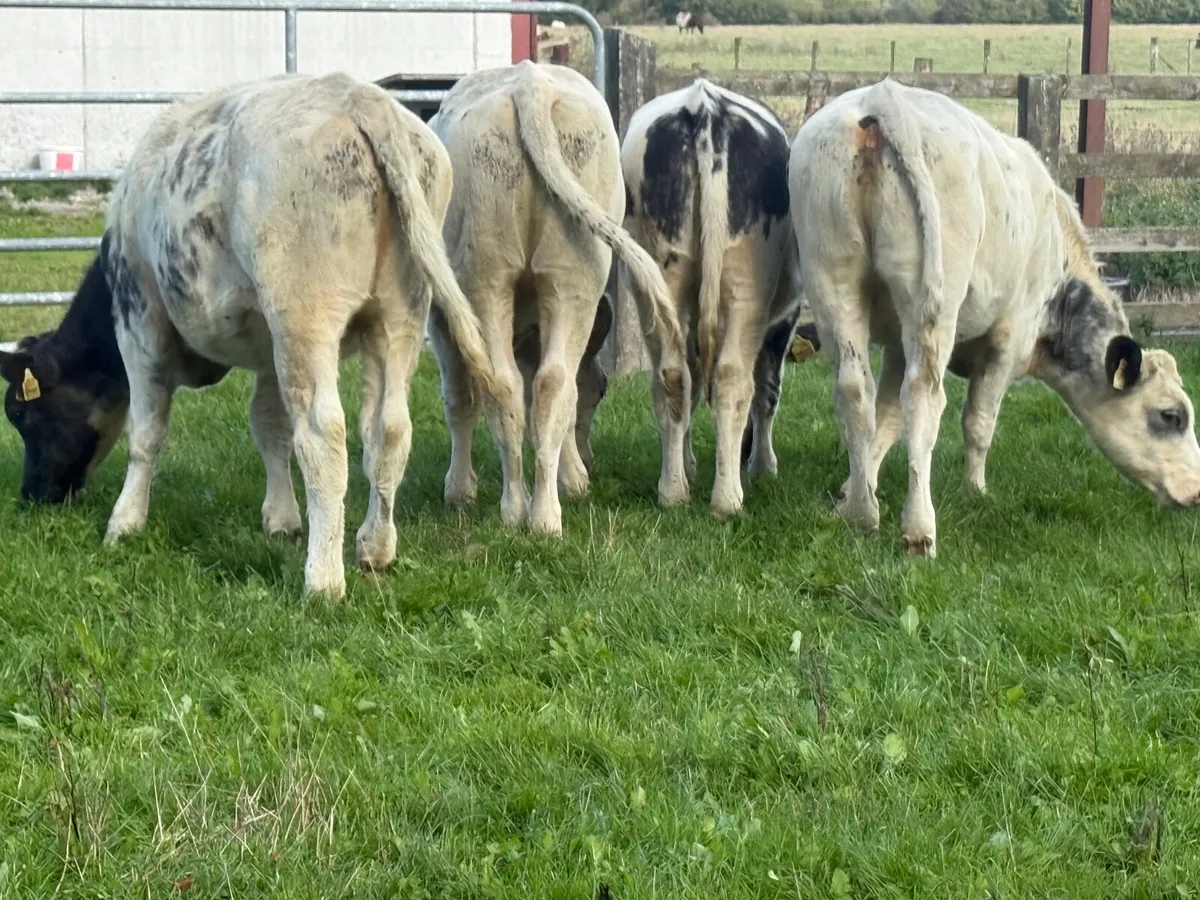 4 Belgian Blue Heifer Weanlings - Image 4