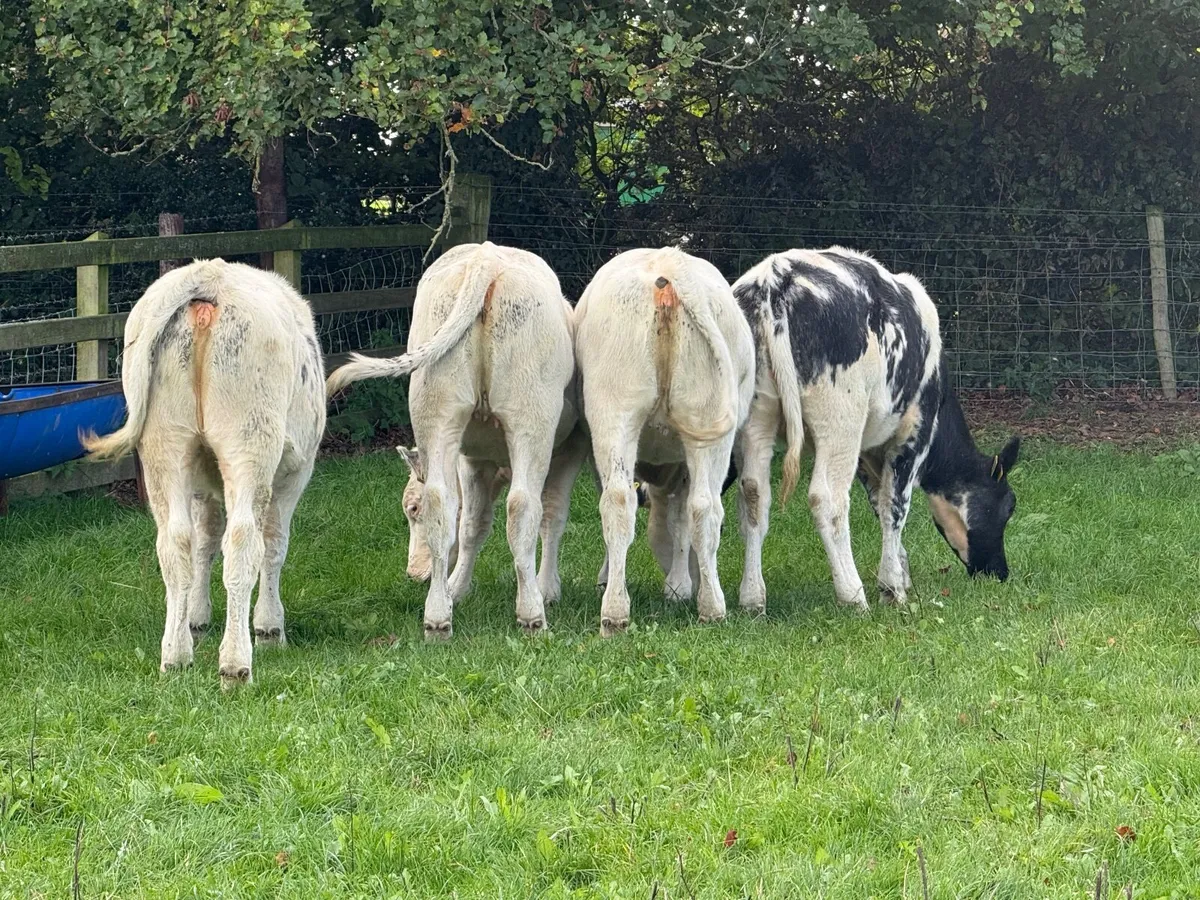 4 Belgian Blue Heifer Weanlings - Image 2
